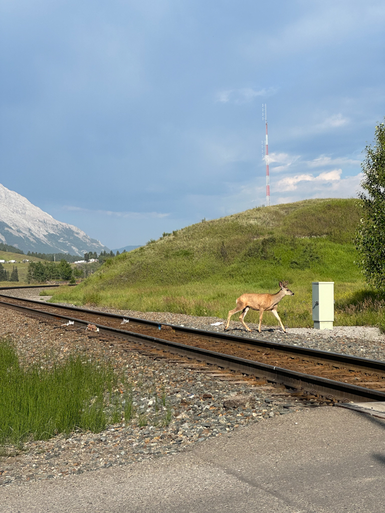 Great Divide Trail Divocina Ve Meste Coleman