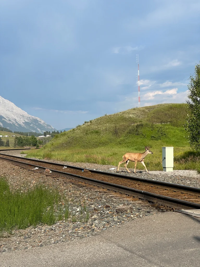 Great Divide Trail Divocina Ve Meste Coleman