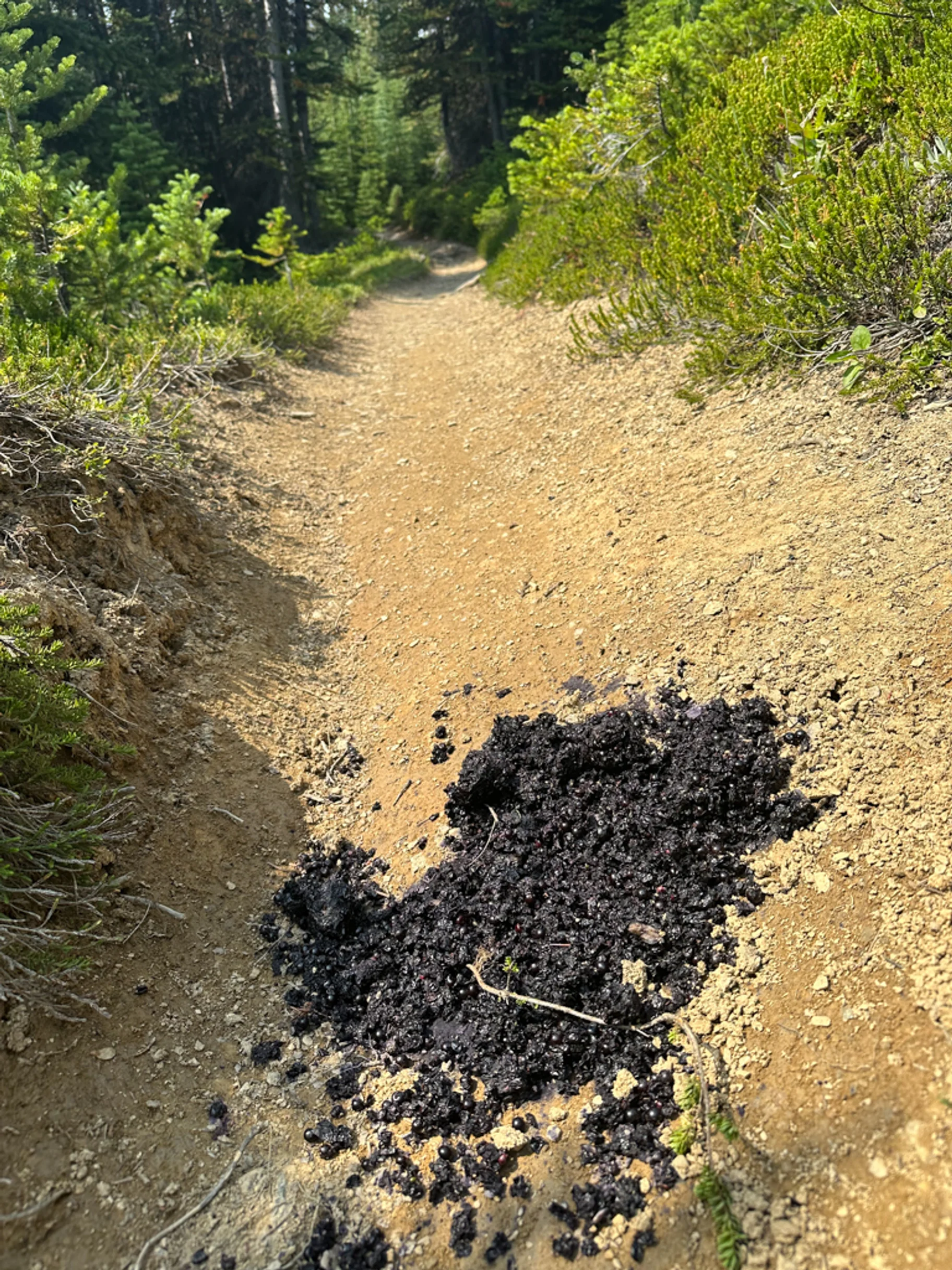 Great Divide Trail Boruvkove Medvedice Primo Na Trailu