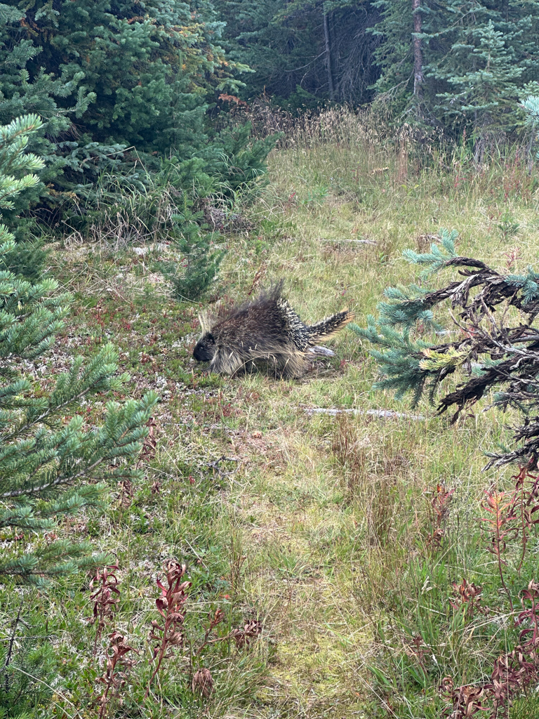 Great Divide Trail Ursoun Neboli Porcupine