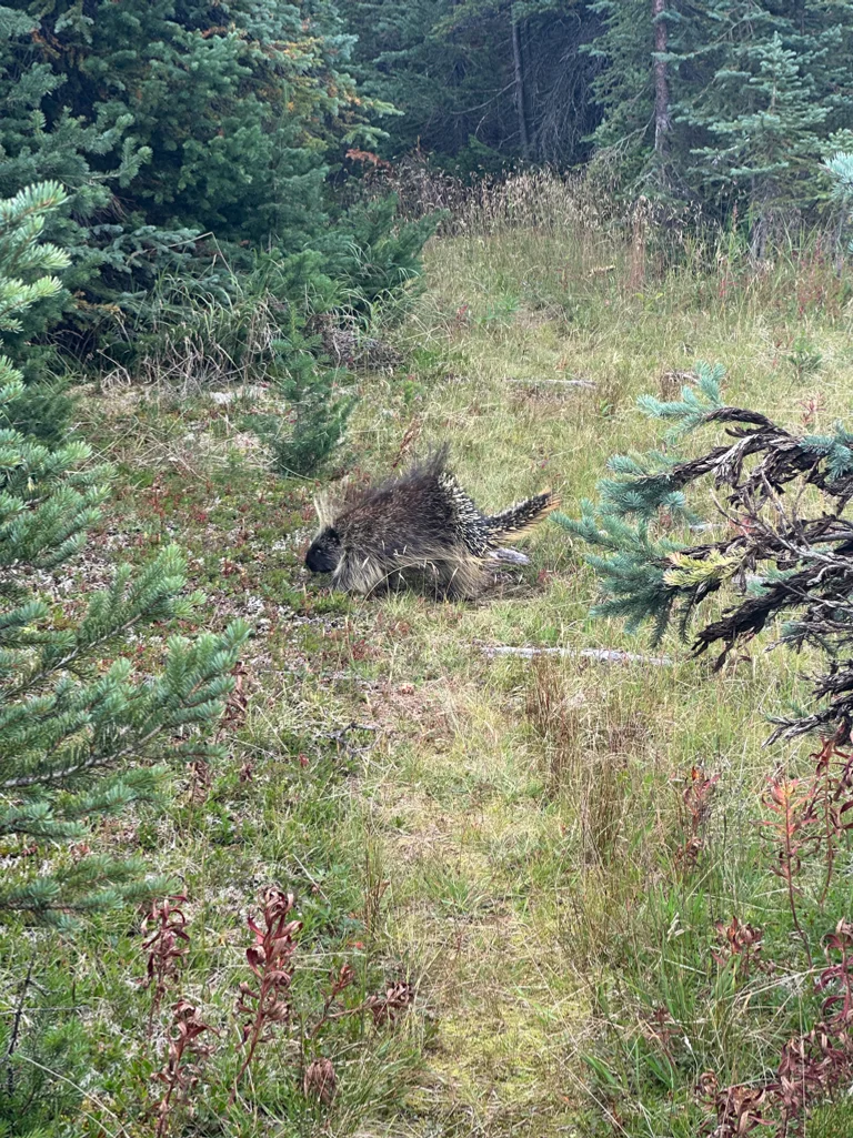 Great Divide Trail Ursoun Neboli Porcupine
