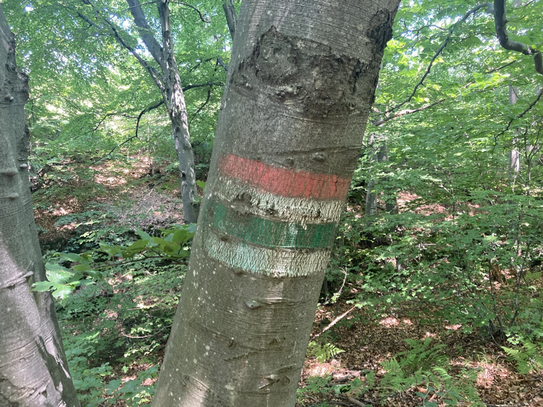 Vlastenecke Znaceni