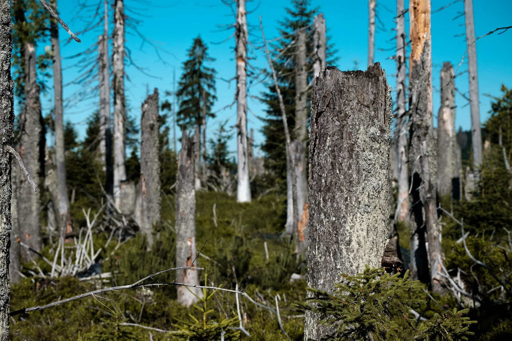 Prechod Bavorskeho Lesa a Sumavy Nalehko Vaclav Malinsky 17