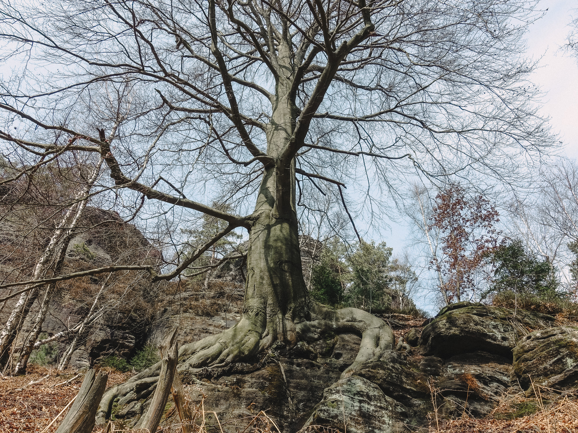 Forsteig Elbsandstein Lesni Stezka Labske Piskovce Nalehko 01 6
